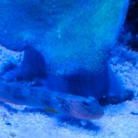 Pesce cintus acquario marino
