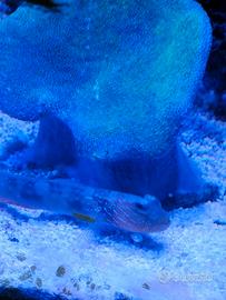 Pesce cintus acquario marino