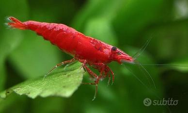 Neocaridina Red Cherry - Blue Dream - Yellow