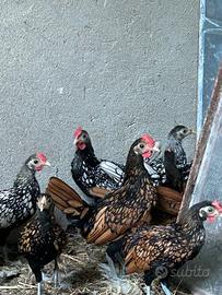 Galline sebright