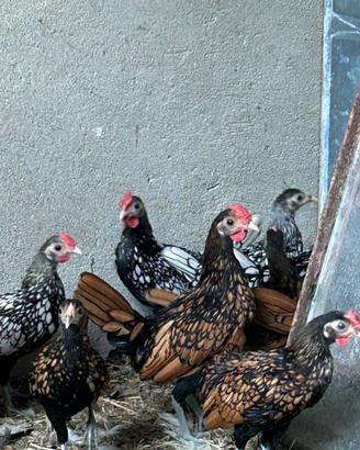Galline sebright