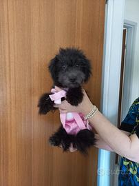 Cuccioli barboncini femmine