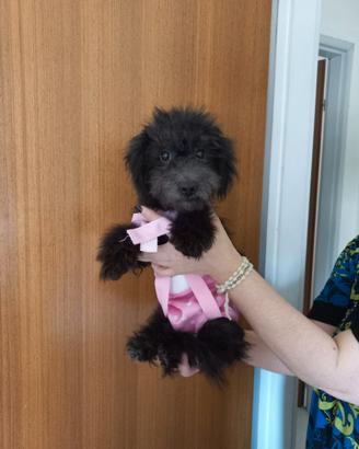 Cuccioli barboncini femmine