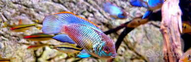Andinoacara pulcher neon blue