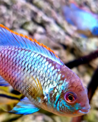 Andinoacara pulcher neon blue