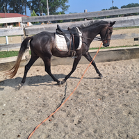 Pony