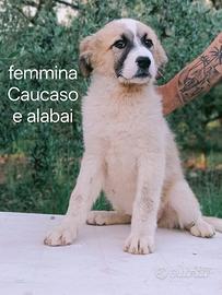 Ultime femmine alabai e Caucaso