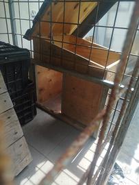 box per cani 2x1