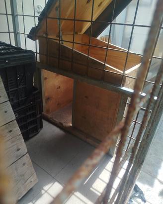 box per cani 2x1