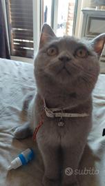 British Shorthair Lilac