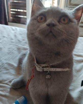 British Shorthair Lilac