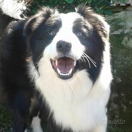 Border collie BORDERCOLLIE X ACCOPPIAMENTO