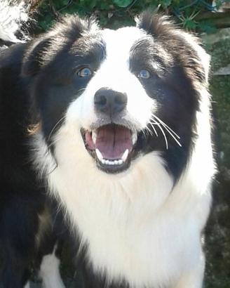 Border collie BORDERCOLLIE X ACCOPPIAMENTO
