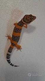 Geco