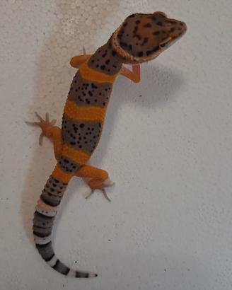 Geco