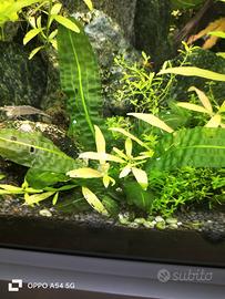 pianta acquario 