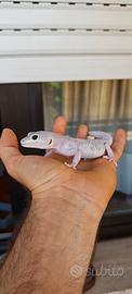 Geco Leopardino