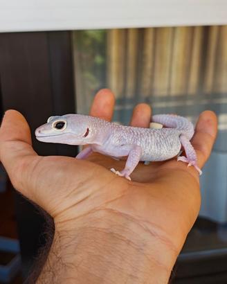 Geco Leopardino