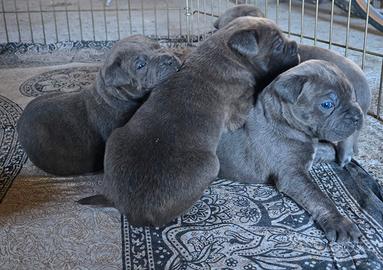 Cane Corso