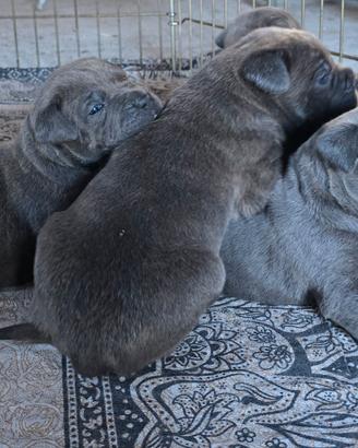 Cane Corso
