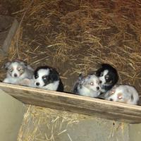 Cuccioli australian shepard