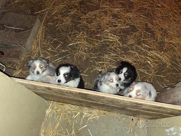 Cuccioli australian shepard