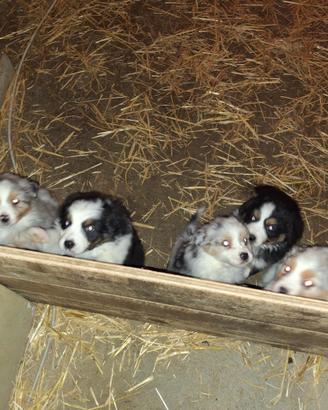 Cuccioli australian shepard