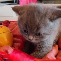 Cucciolo Blue nato da Scottish Straight