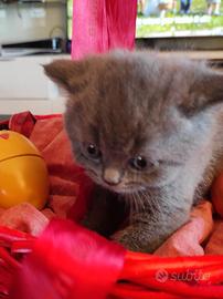 Cucciolo Blue nato da Scottish Straight