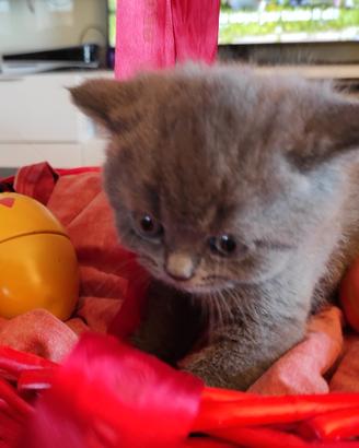 Cucciolo Blue nato da Scottish Straight