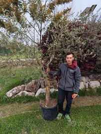 Ulivi di 10 anni vigorosi