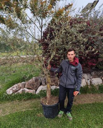 Ulivi di 10 anni vigorosi