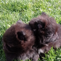 Cuccioli Spitz