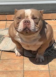 AmericanBully femmina top