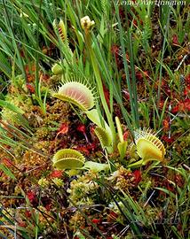 Dionaea muscipula XXL