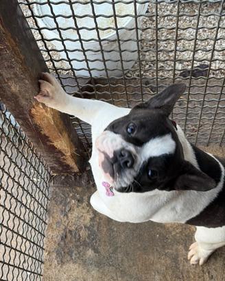 Bulldog francese