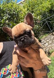 Bulldog francese
