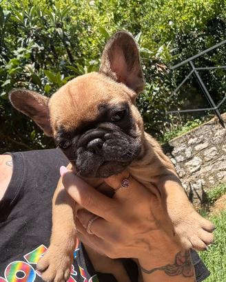 Bulldog francese