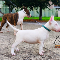 Bull terrier cucciola 2 mesi