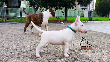 Bull terrier cucciola 2 mesi