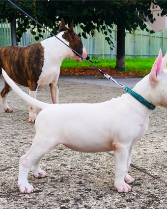 Bull terrier cucciola 2 mesi