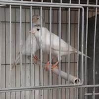 Coppia di canarini I bianchi