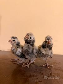 Galline