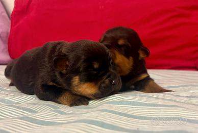 Rottweiler cuccioli