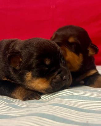 Rottweiler cuccioli