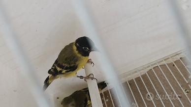 Lucherino testa nera e Cardinalini