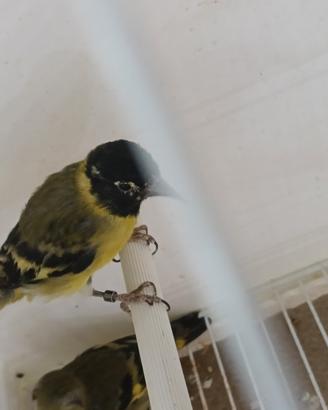 Lucherino testa nera e Cardinalini