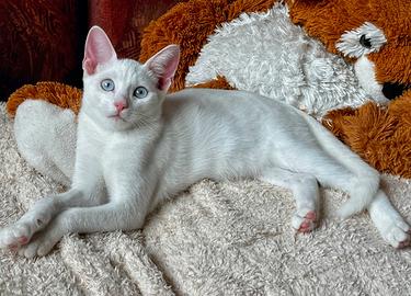 Cucciola Angora Turco occhi azzurri