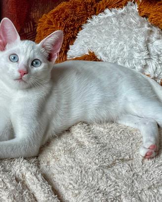 Cucciola Angora Turco occhi azzurri