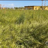 Taglio Erba per Animali